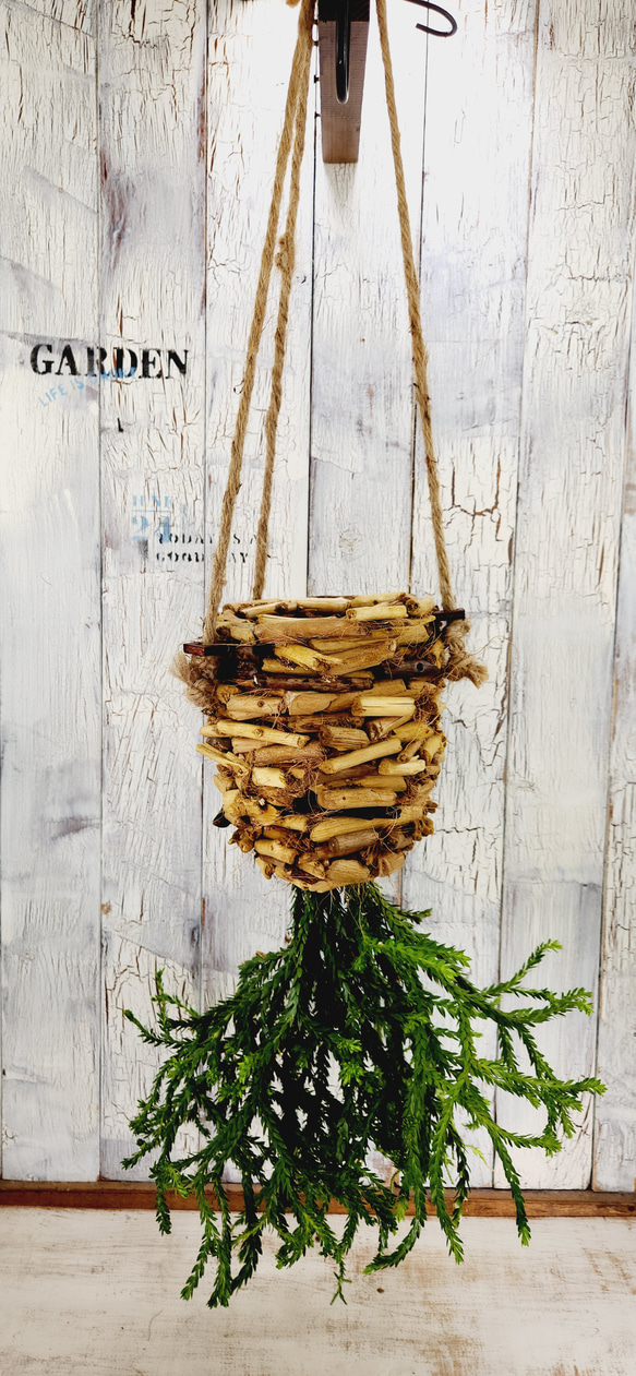 観葉植物　フペルジア ヌンムラリフォリア 