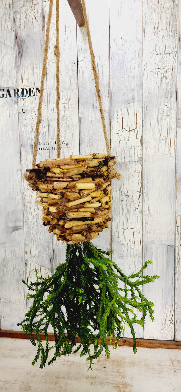 観葉植物　フペルジア ヌンムラリフォリア 