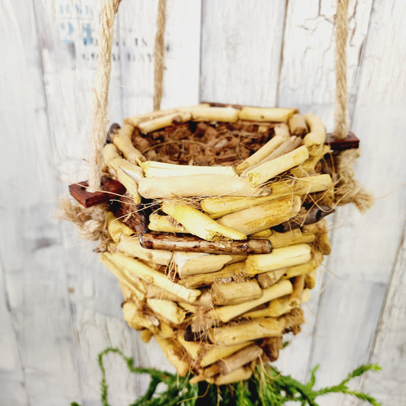 観葉植物　フペルジア ヌンムラリフォリア 