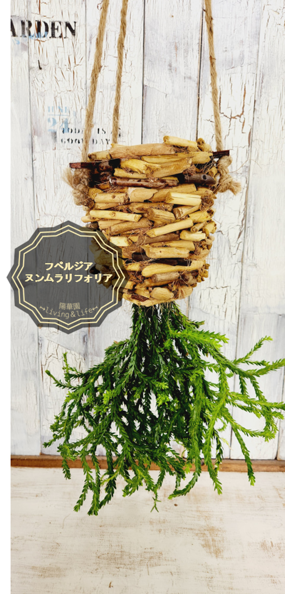 観葉植物　フペルジア ヌンムラリフォリア 