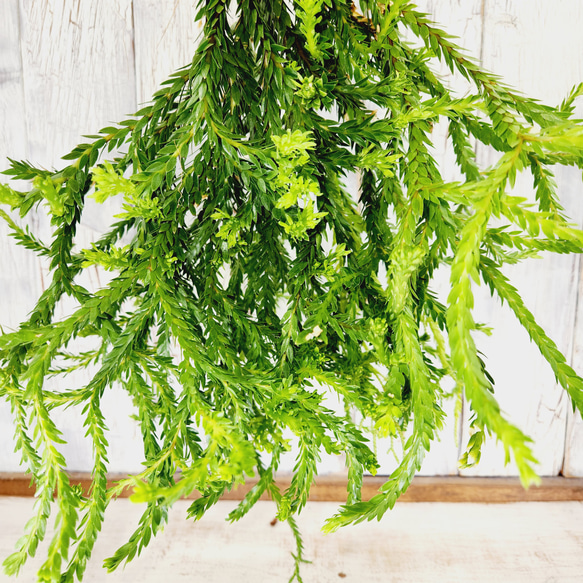 観葉植物　フペルジア ヌンムラリフォリア 