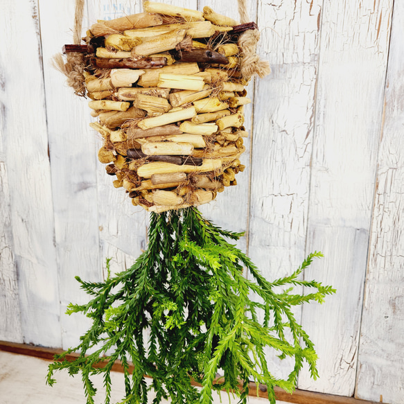 観葉植物　フペルジア ヌンムラリフォリア 