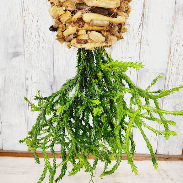 観葉植物　フペルジア ヌンムラリフォリア 