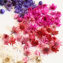 ドライフラワー MIX 100個 ヘッド 花 小花 花材 レジン パーツ 3枚目の画像