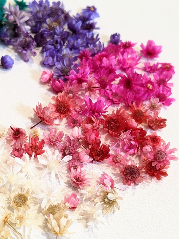 ドライフラワー MIX 100個 ヘッド 花 小花 花材 レジン パーツ 3枚目の画像