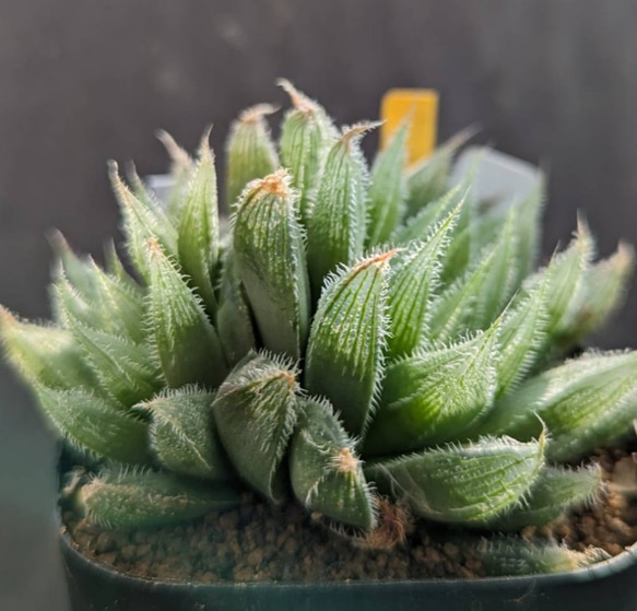 レアハオルチアコレクション・ブラックオブツーサ錦(極上錦)inわけけの  