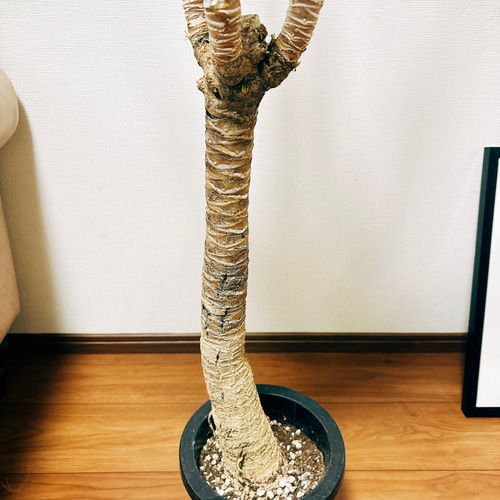 現品］【希少】ユッカ エレファンティペス 斑入り バリエガータ