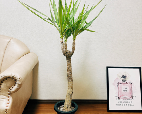 ⚜️ダイコン⚜️ ユッカ　エレファンティペス　バリエガータ　斑入り　2 ユッカ エレファンティペス 斑入り バリエガータ ドライガーデン