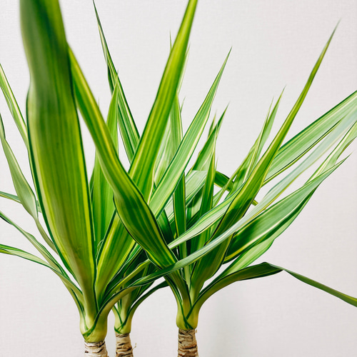 R*A様 ユッカ エレファンティペス 斑入り バリエガータ 約1.5m 白ポット R*A様 ユッカ エレファンティペス 斑入り バリエガータ 約1.5m