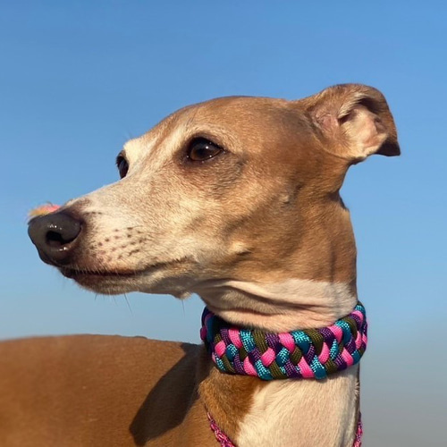 パラコード 首輪 バックルタイプ ウイペット、イタグレなど首の細い犬