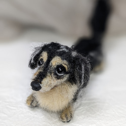 【小さなリアル】オーダー【10cm～13cm】⠀羊毛フェルト+犬 ダックス ダップル スムース ロング 6枚目の画像