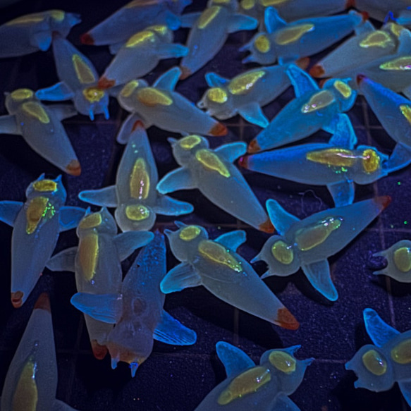 【ピアス】海水晶標本【クリオネ】 7枚目の画像