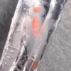 【ピアス】海水晶標本【クリオネ】 3枚目の画像