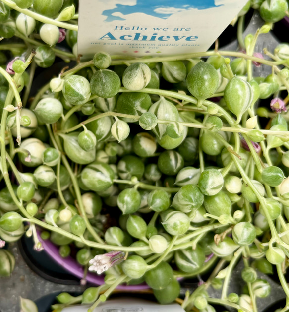 多肉植物 グリーンネックレス 抜き苗B(Amazon|WFG 苗 多肉植物 多肉植物 グリーンネックレス 抜き苗B(Amazon|WFG 苗 多肉植物