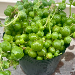 モリモリグリーンネックレス　多肉植物 2枚目の画像