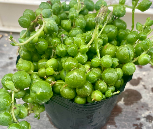 モリモリグリーンネックレス　多肉植物 2枚目の画像