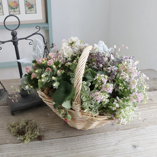 専用 プリムラジュリアン寄植え他6種 クレイフラワー プリムラ