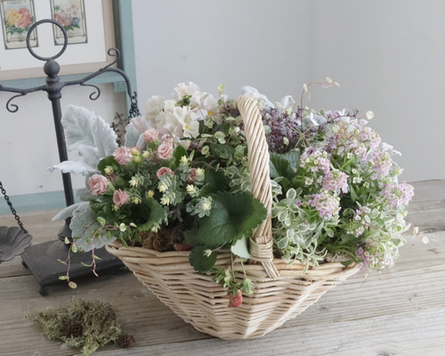 プリムラジュリアンのマルチな寄せ植え プリムラジュリアンの寄せ植え🎶 | CAINZ DIY Square