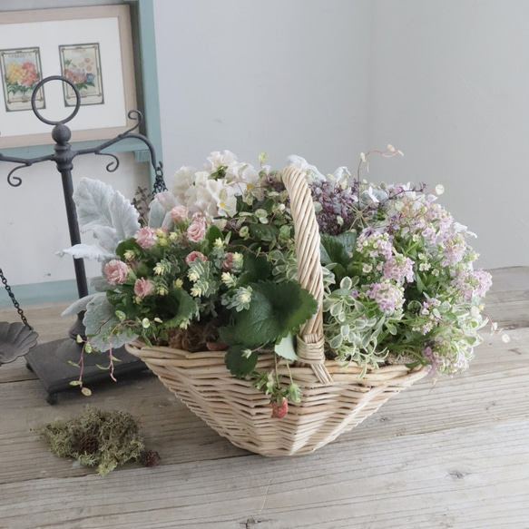 プリムラジュリアン『ショコラ』とガーデンストロベリーのナチュラル  