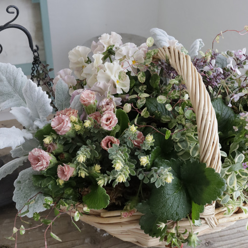 プリムラジュリアン『ショコラ』とガーデンストロベリーの