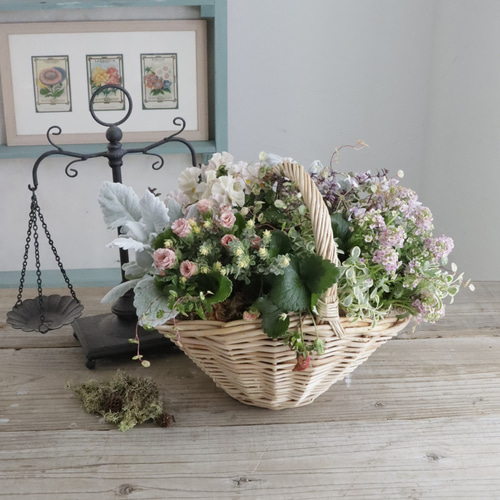 プリムラジュリアン『ショコラ』とガーデンストロベリーの