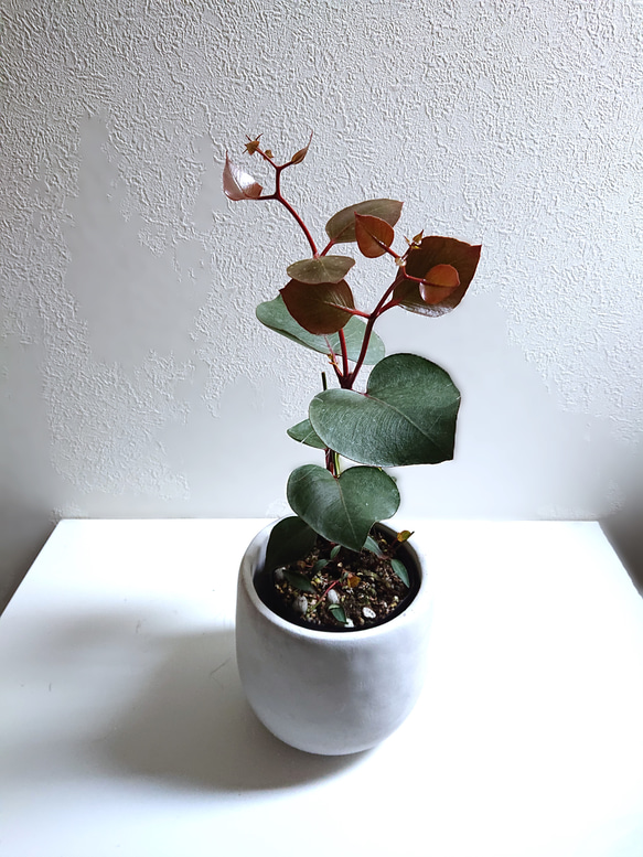 レア種 ユーカリ ペリニアナ ペリニアナユーカリ 希少 ユーカリ