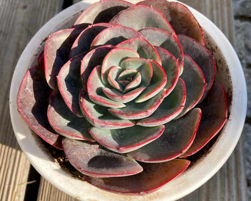 ペルシア 多肉植物 エケベリア 抜き苗 大苗 多肉植物 galleryk's植物