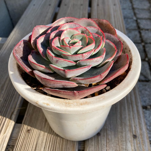 ペルシア 多肉植物 エケベリア 抜き苗 大苗 多肉植物 galleryk's植物