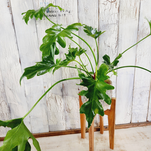 ☆セローム「観葉植物」B