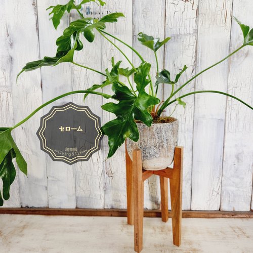 ☆セローム「観葉植物」B