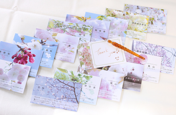 桜図鑑みたいなメッセージカード　22種セット 1枚目の画像