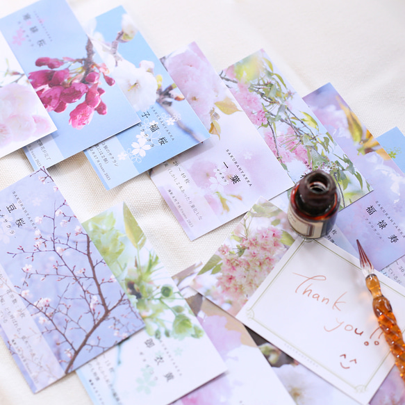桜図鑑みたいなメッセージカード　22種セット 3枚目の画像