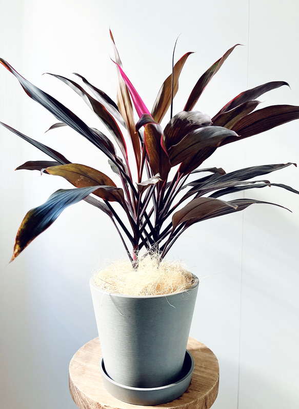 観葉植物(陶器)鉢付きコルジリネ・アイチアカ 園芸ネット本店｜コルジリネ：アイチアカ 4号鉢植え の通販【公式】