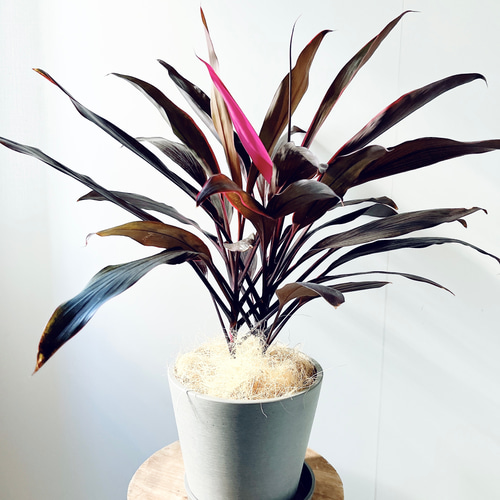 261 コルジリネ アイチアカ 7号鉢 観葉植物 室内 その他インテリア雑貨