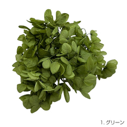 【即納】 ピラミッドアジサイグラバー 20g グリーン プリザーブドフラワー あじさい 紫陽花 花材 花 緑 1枚目の画像