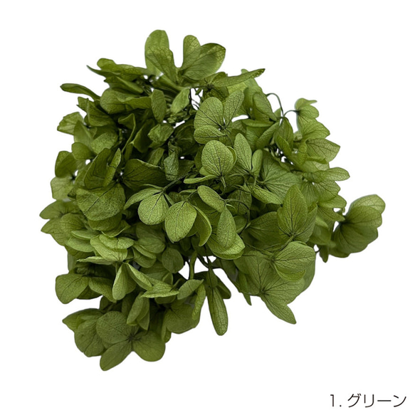 【即納】 ピラミッドアジサイグラバー 20g グリーン プリザーブドフラワー あじさい 紫陽花 花材 花 緑 1枚目の画像