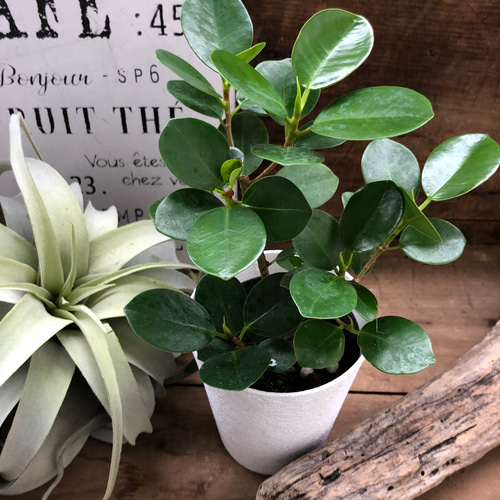 現品　ガジュマル　パンダガジュマル　51番　希少　インテリアグリーン　観葉植物 観葉植物 パンダガジュマル / 3寸・約W15cm×H18cm