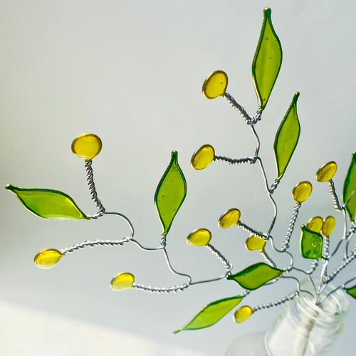 パールミモザ　蕾 ミモザ パールアカシア 真珠葉 つぼみ 蕾 フレッシュ 切り枝 生花