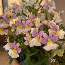 天然マリーゴールドの花種、大量1万粒、お花畑パック＋季節の種セット