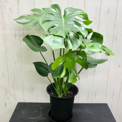 現品 極太株 オリーブの木 オリーブ souju シプレッシーノ