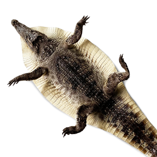 クロコダイル　レザー・ワニ革 デッドストック　vintage Amazon.co.jp: [vinacreations] ワニ革 レザー クロコダイル