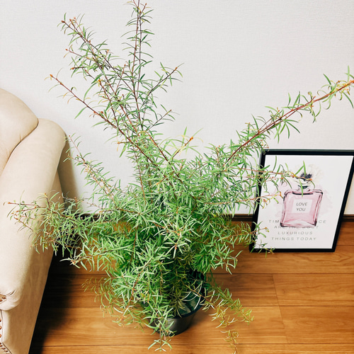 現品］グレビレア ハニージョー 観葉植物 大型 屋外 オージー