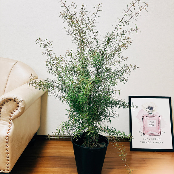 現品］グレビレア ハニージョー 観葉植物 大型 屋外 オージー