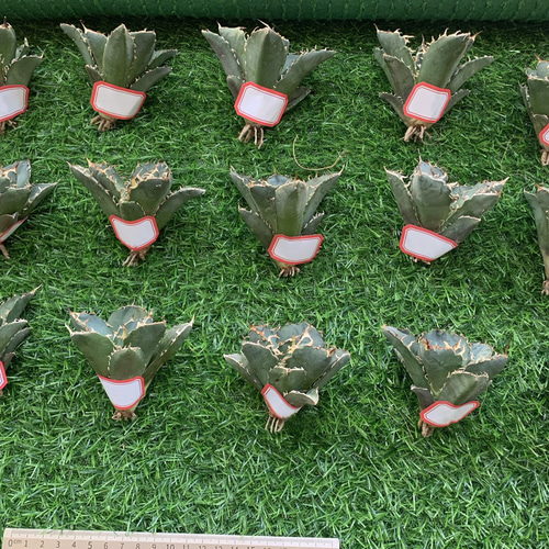 1厳選 アガベ チタノタ 牡丹葉白鯨 陽炎 強棘 狂強刺し 極上美株