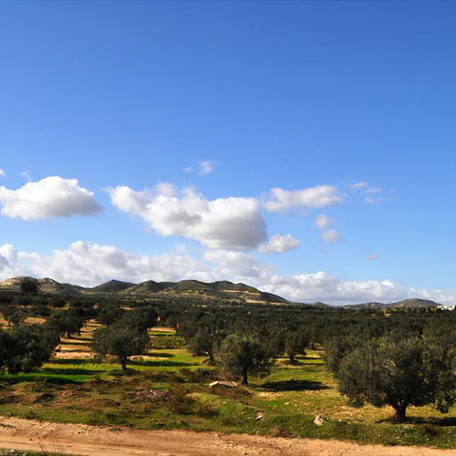 ◇オリーブの木 【特大 約53cm】個性あふれる1点もの 流れに身を任せ