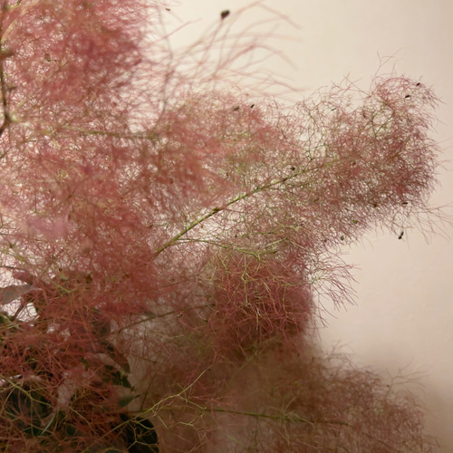 スモークツリー ドライフラワー ドライフラワー Satsuki 通販 17162021