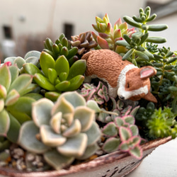 寄せ植え　ワンちゃん達と多肉植物　（癒されシリーズ）　 11枚目の画像