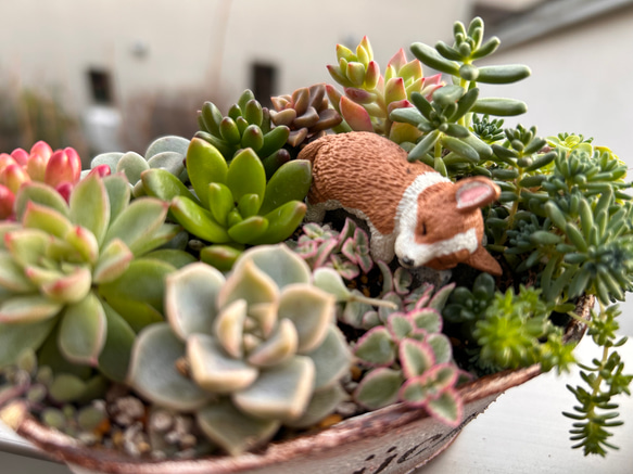 寄せ植え　ワンちゃん達と多肉植物　（癒されシリーズ）　 11枚目の画像