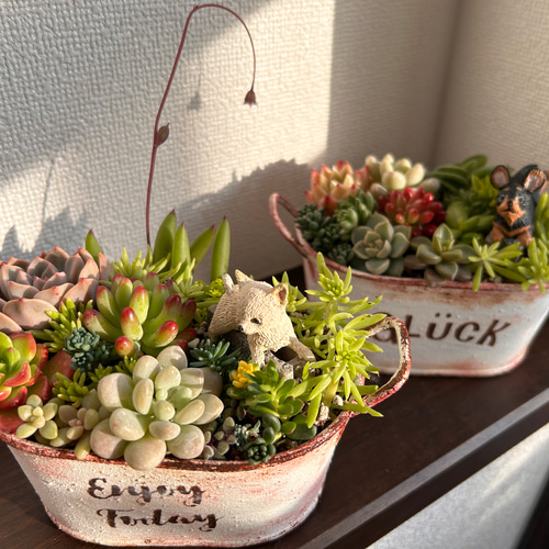 寄せ植え ワンちゃん達と多肉植物 (癒されシリーズ) 多肉植物 寄せ植え ワンちゃん達と多肉植物 (癒されシリーズ) 多肉植物