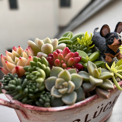 寄せ植え　ワンちゃん達と多肉植物　（癒されシリーズ）　 10枚目の画像